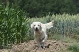 GOLDEN RETRIEVER 663